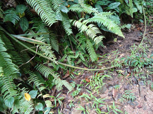 Plants in  Udawatta Kele forest